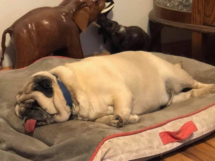 15 Pets Who Couldn’t Stay Awake for One More Second