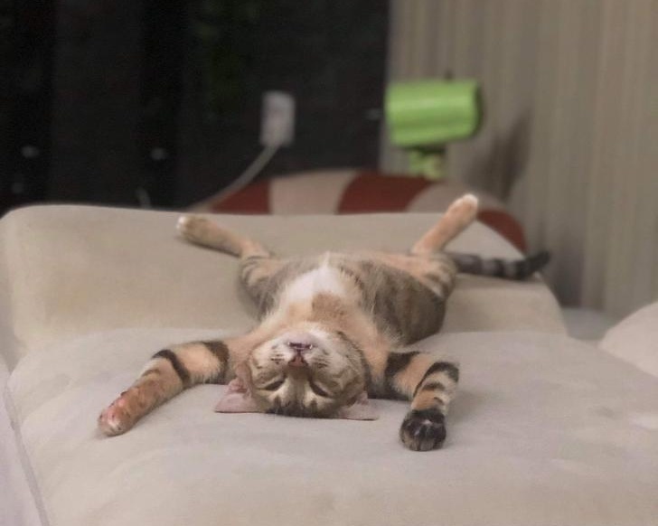15 Pets Who Couldn’t Stay Awake for One More Second