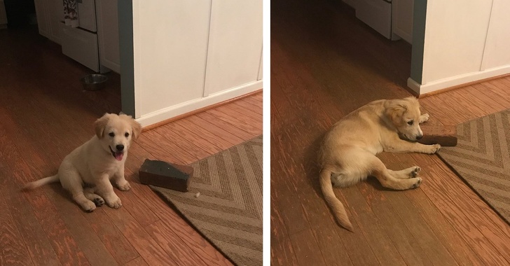 20+ Photos Proving That Dogs Have Their Own Kind of Logic