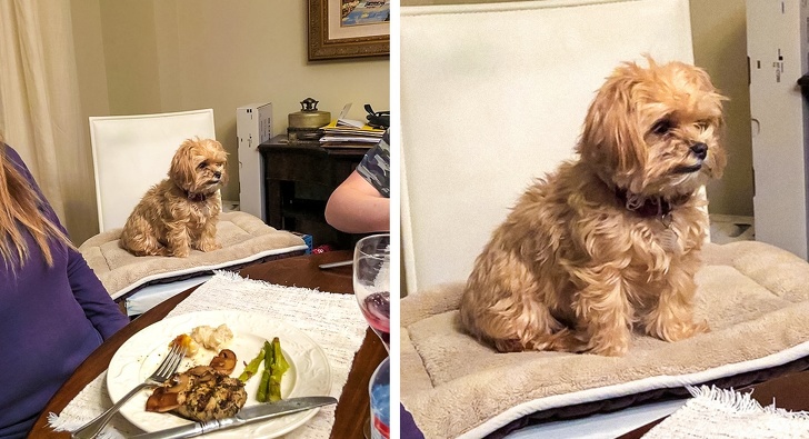 20+ Photos Proving That Dogs Have Their Own Kind of Logic