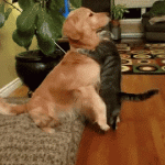 20+ Pictures That Prove Animals Have More in Common With Humans Than We Thought_5e0cb8c302c7e.gif