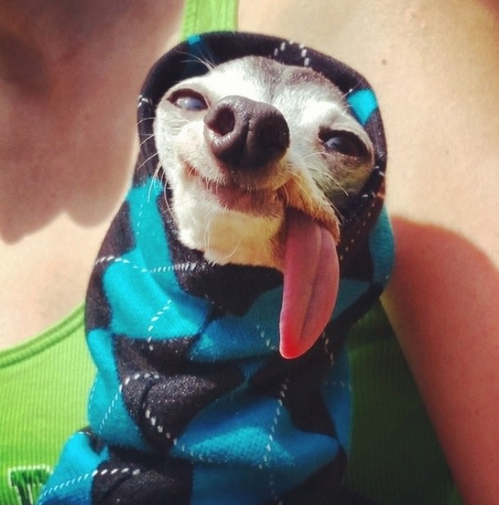 21 Animals Who Can Cheer You Up Better Than Any Comedian