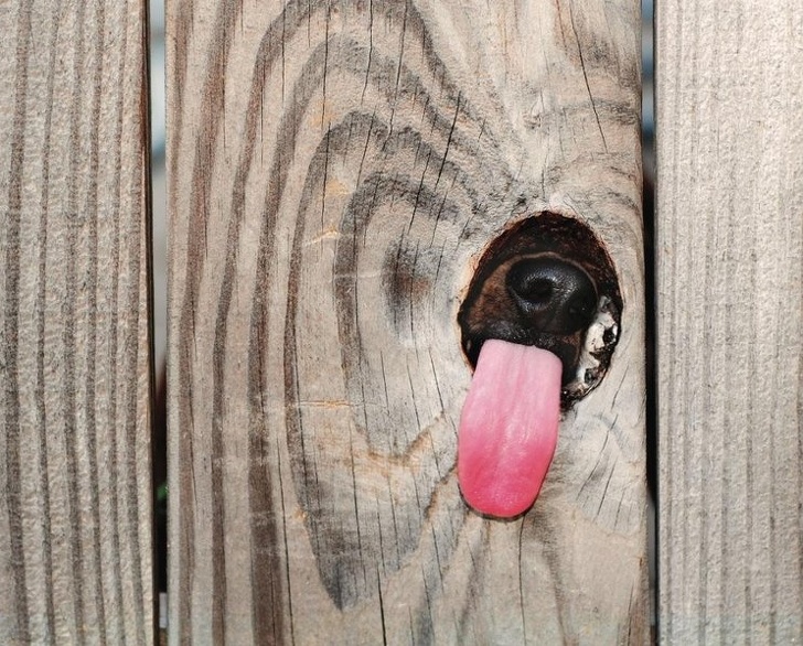 21 Animals Who Can Cheer You Up Better Than Any Comedian