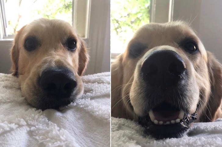 22 Dog Photos That Are the Best Remedy for Sadness