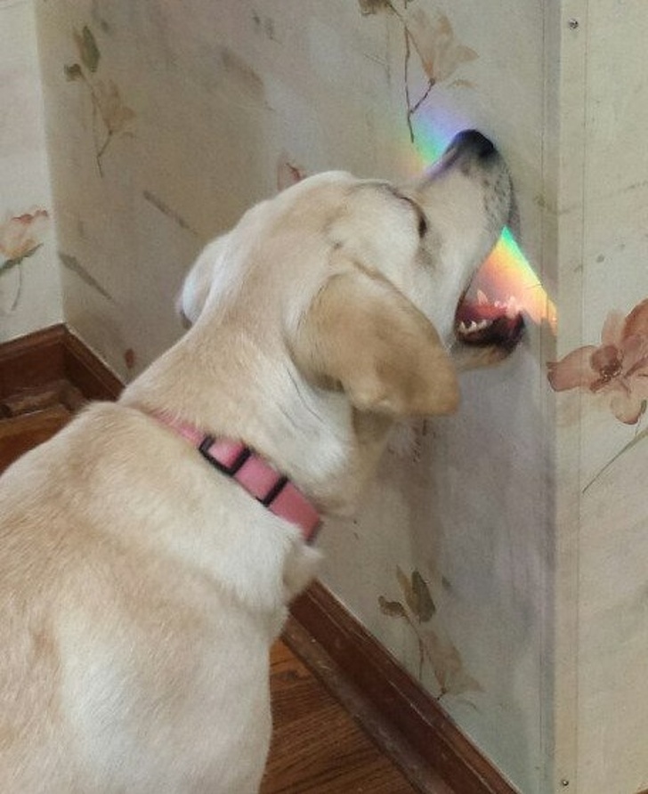 22 Dog Photos That Are the Best Remedy for Sadness