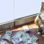A Cat Was Brought Into an Office to Get Rid of Mice, but Started to Bring in Money Instead_5e2d7654df566.jpeg