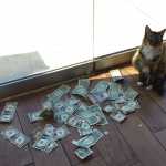 A Cat Was Brought Into an Office to Get Rid of Mice, but Started to Bring in Money Instead_5e2d765c12b76.jpeg
