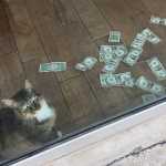 A Cat Was Brought Into an Office to Get Rid of Mice, but Started to Bring in Money Instead_5e2d765d47f04.jpeg