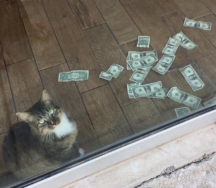 A Cat Was Brought Into an Office to Get Rid of Mice, but Started to Bring in Money Instead