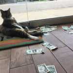 A Cat Was Brought Into an Office to Get Rid of Mice, but Started to Bring in Money Instead_5e2d765fd9e5c.jpeg