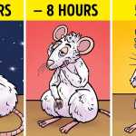 A Lack of Sleep May Cause the Brain to Eat Itself, According to a Study_5e29b3e341d99.jpeg