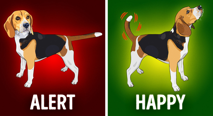 What the Body Language of 8 Pets Is Telling You