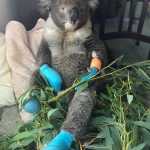 What’s Happening in Australia and Who Is Saving Humans and Animals from Bushfires Right Now_5e221215951d5.jpeg