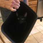 17 Pics That Prove Life Is Not the Same When There’s a Black Cat in the House_5e9067529a447.jpeg
