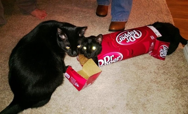 17 Pics That Prove Life Is Not the Same When There’s a Black Cat in the House
