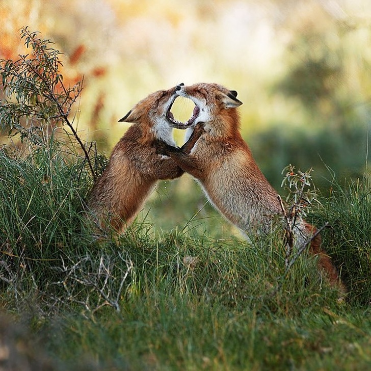 An Austrian Photographer Captures Uproarious Moments From Wild Animals’ Lives Like No One Else Can