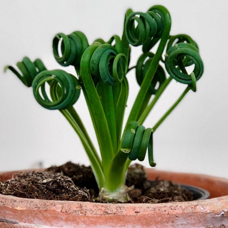 18 Houseplants That Can Liven Up Your Interior With Their Fanciful Looks